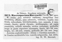 Macrosporium ravenelii image